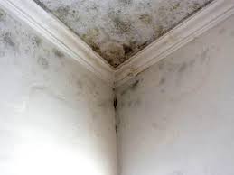  , USA Mold Removal & Remediation Pros